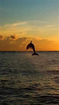 Twilight Jumping Dolphins wallpaper