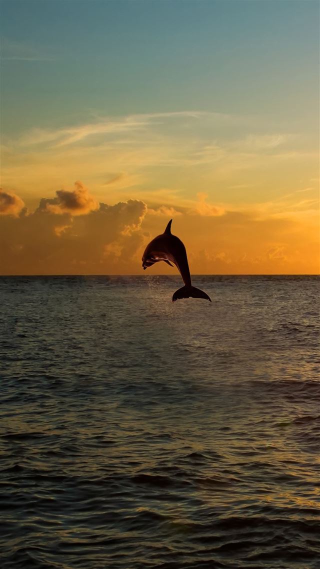 1080x1920 Twilight Jumping Dolphins - skyline iPhone 8 Wallpaper