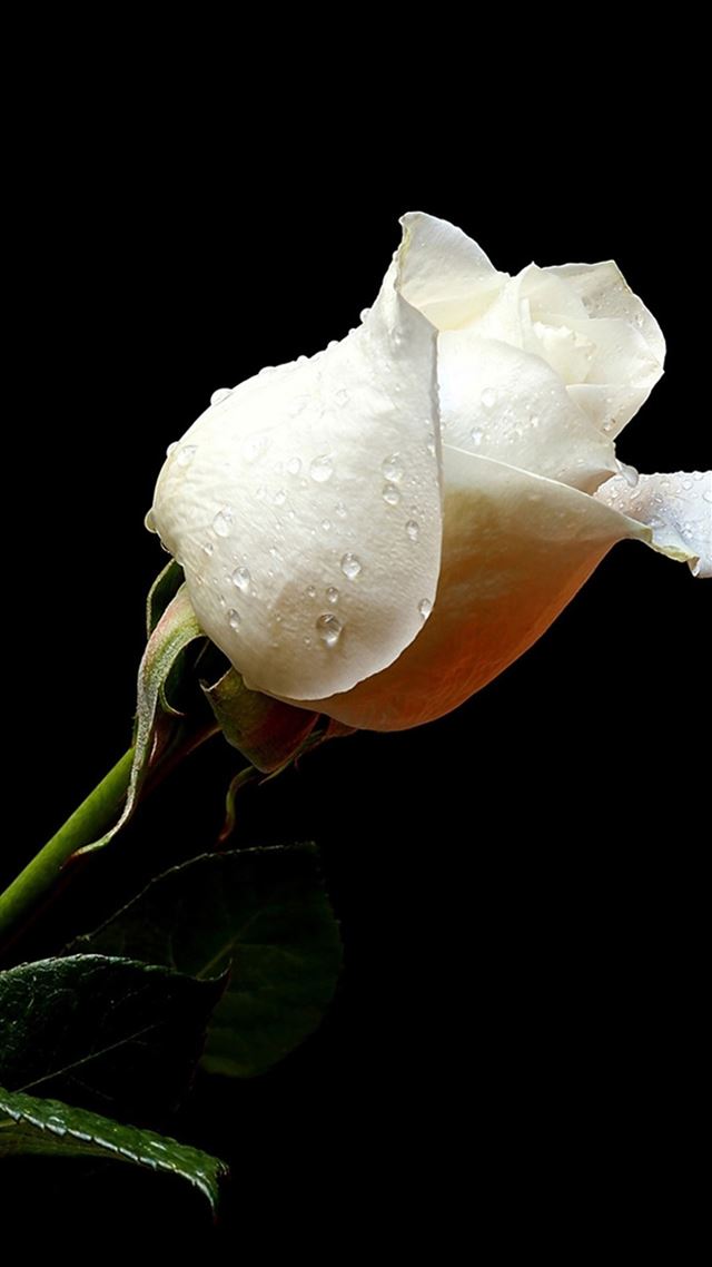 1080x1920 Pure White Rose In Dark - closeup iPhone 8 Wallpaper