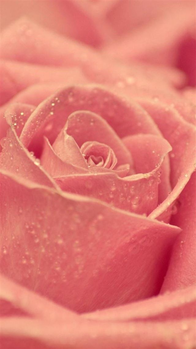 1080x1920 Macro Pink Rose Dew - beautiful iPhone 8 Wallpaper