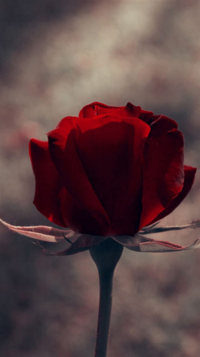 1080x1920 Vintage One Red Rose Macro - brown iPhone 8 Wallpaper
