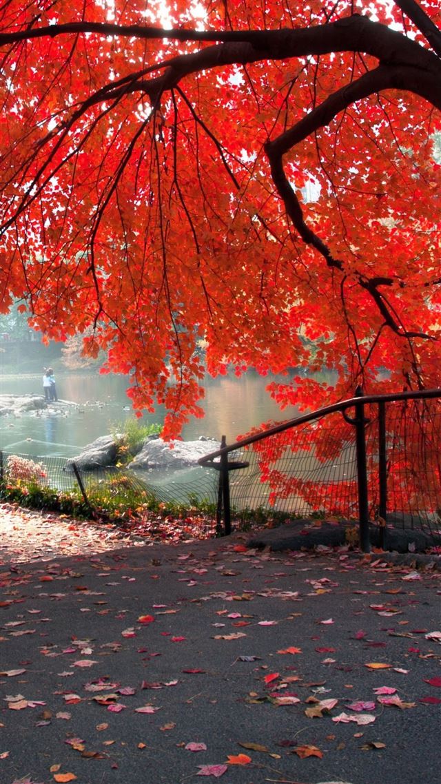 1080x1920 Nature Hillside Red Maple Tree - plant iPhone 8 Wallpaper
