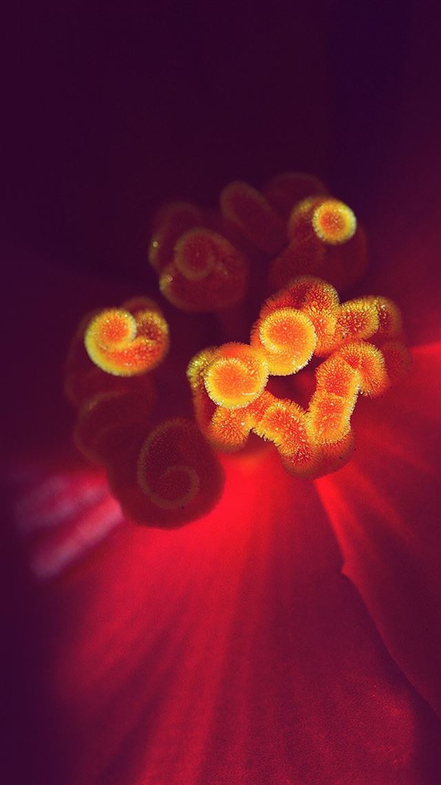 1080x1920 Nature Spring Beautiful Flower Zoom - macro iPhone 8 Wallpaper