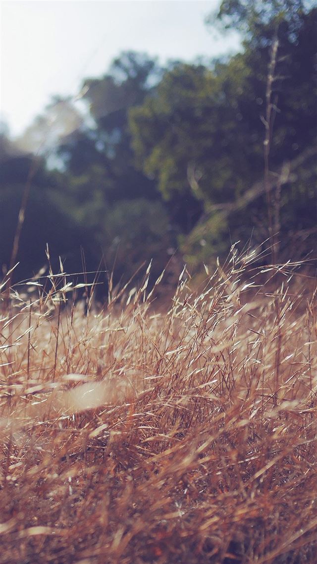 1080x1920 Patrick Cole Nature Grass Field  - tree iPhone 8 Wallpaper