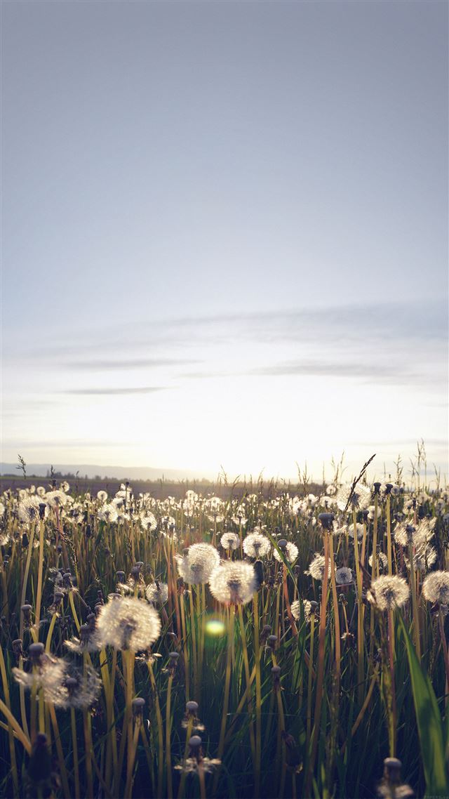 1080x1920 Nature Love Flower Dandelion - wild iPhone 8 Wallpaper