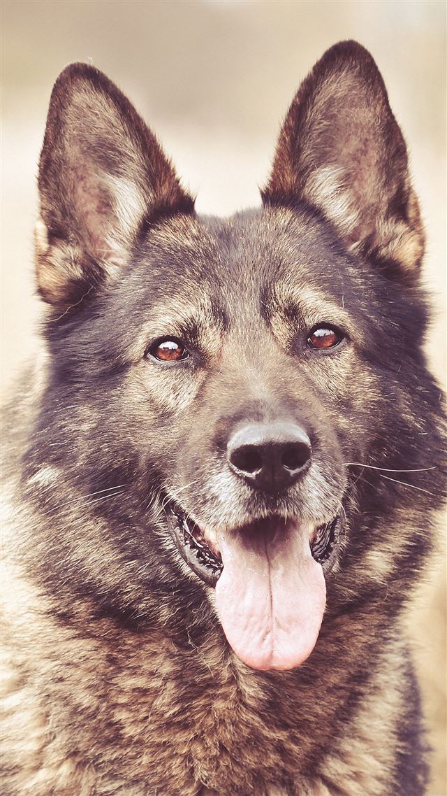 1080x1920 My Shepherds Dog Smile Animal - face iPhone 8 Wallpaper