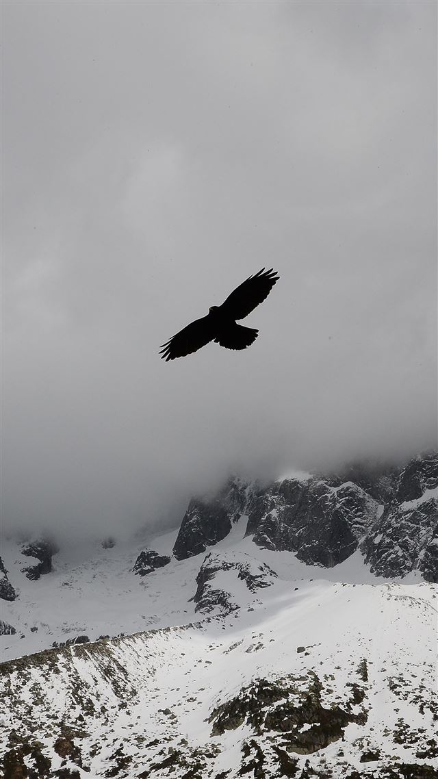 1080x1920 Eagle Flying Over Winter Snow Mountains - winter iPhone 8 Wallpaper