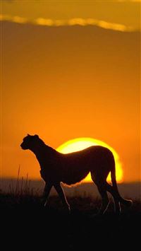 African Leopard Sunset Grassland Landscape wallpaper