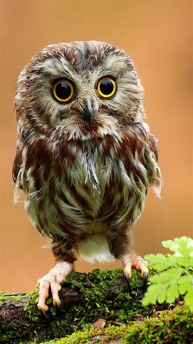 1080x1920 Little Owl In God's eyes - flying iPhone 8 Wallpaper