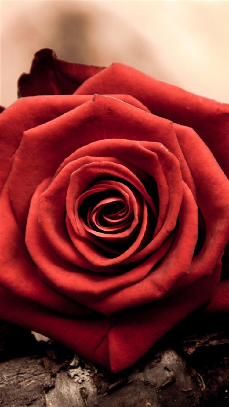 Rose Bud Red Petals Macro iPhone 8 Wallpapers Free Download