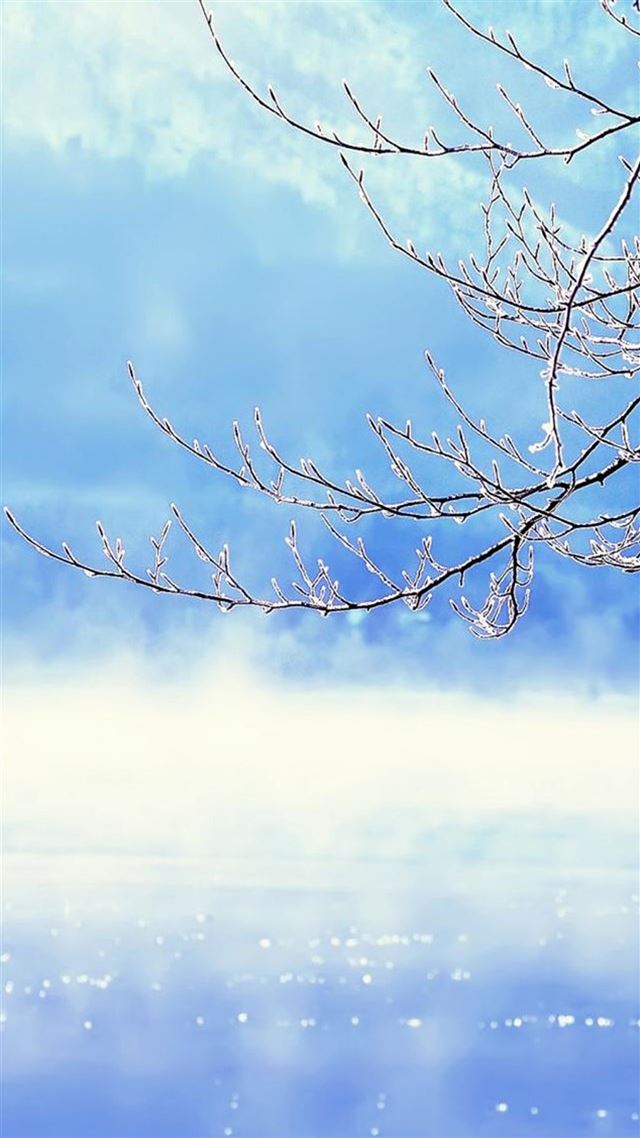 1080x1920 Nature Winter Clear Sunny Snowy Tree Branch Skyscape - skyscape iPhone 8 Wallpaper