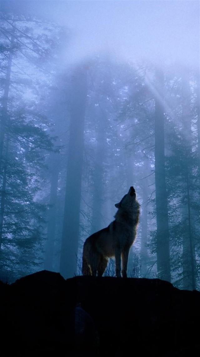 1080x1920 Twilight Foggy Forest Wolf Howl -  iPhone 8 Wallpaper