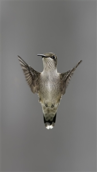 Bird Wing Flapping Blurring iPhone 6(s)~8(s) wallpaper