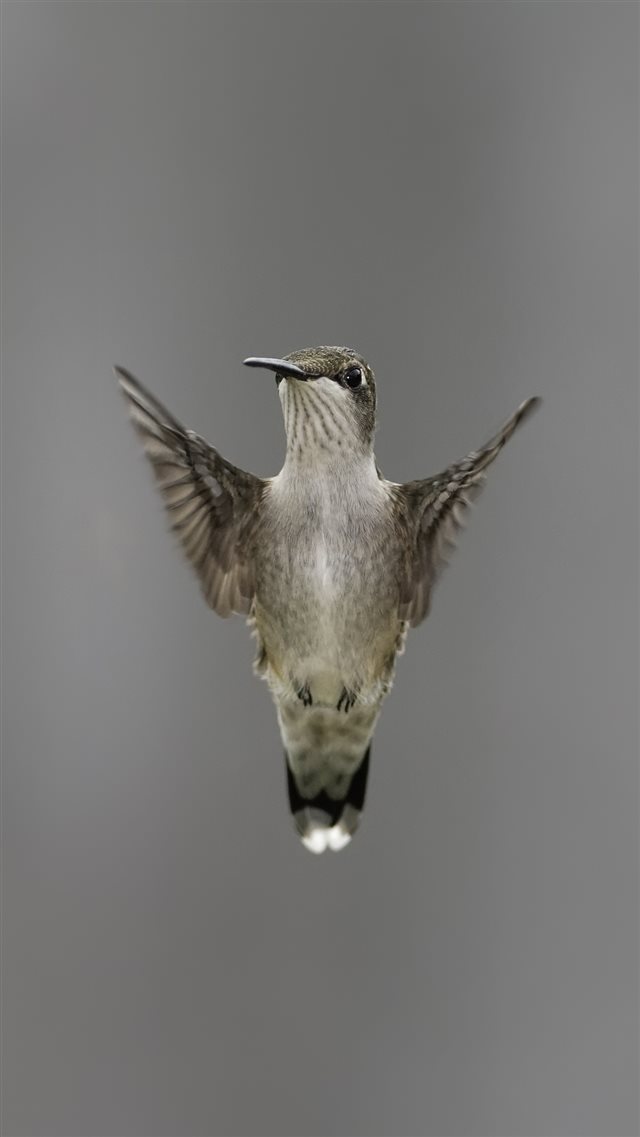 1080x1920 Bird Wing Flapping Blurring - animal iPhone 8 Wallpaper