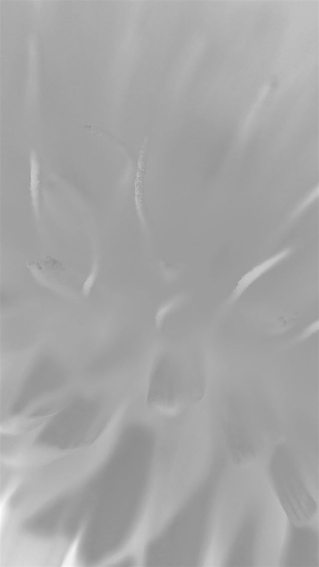 1242x2208 White Flower Zoom Nature - macro iPhone 8 Wallpaper