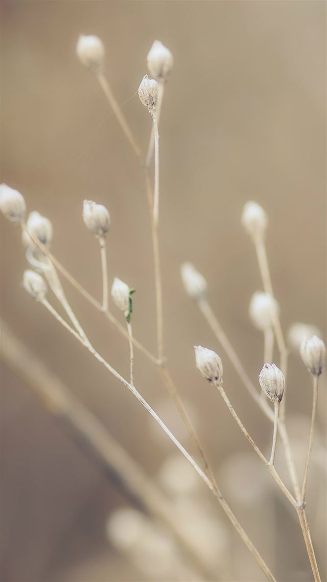 1080x1920 Pure Weed Plant Breed Macro - close up iPhone 8 Wallpaper