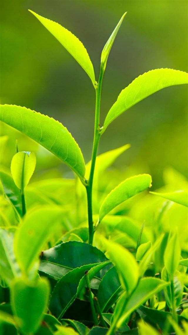 1080x1920 Nature Fresh Vitality Tea Leaf Bud Close Up - tea iPhone 8 Wallpaper