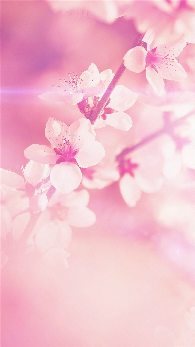 1080x1920 Spring Flower Pink Cherry Blossom Flare Nature - cherry iPhone 8 Wallpaper