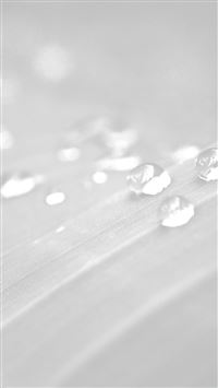 Pure Clear Water Drops Nature White Leaf After Rain Forest wallpaper