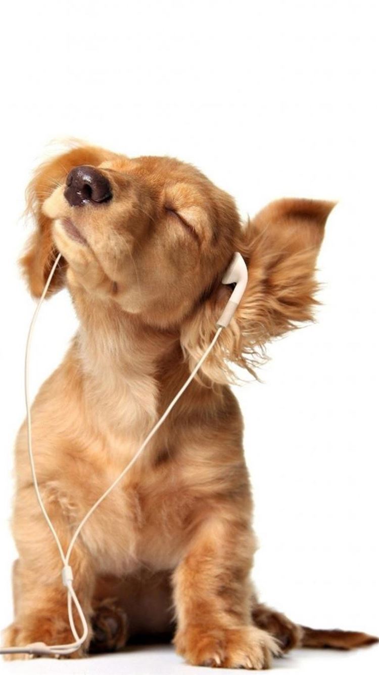 Intoxicated Listen To Music Cute Puppy iPhone 8 Wallpapers Free ...
