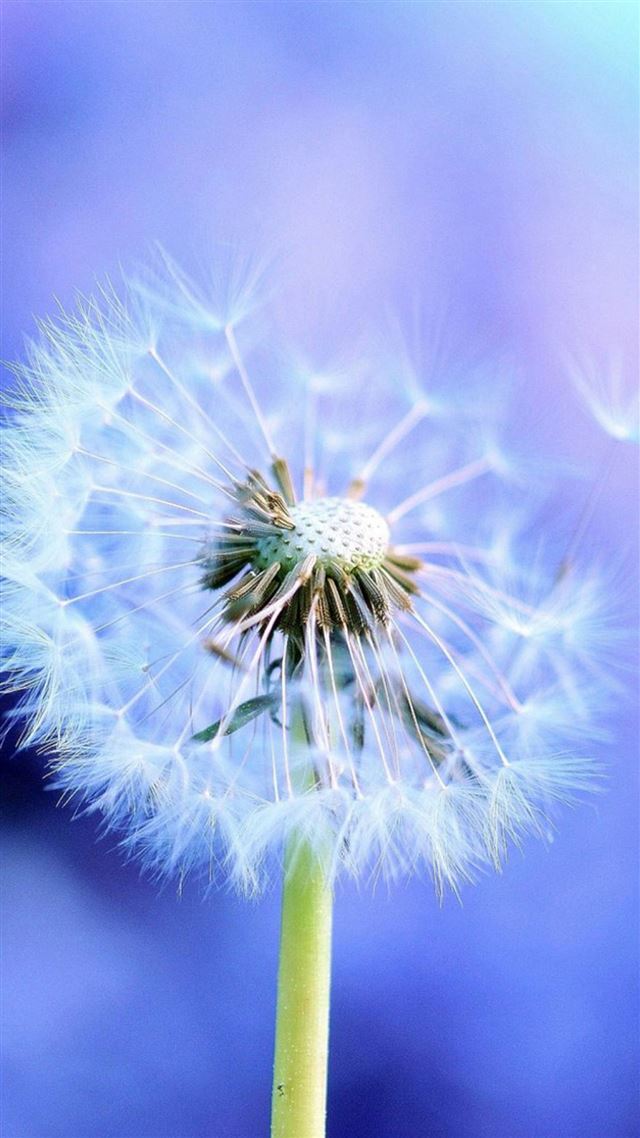 1080x1920 Pure Blowing Dandelion Blue Background - close up iPhone 8 Wallpaper