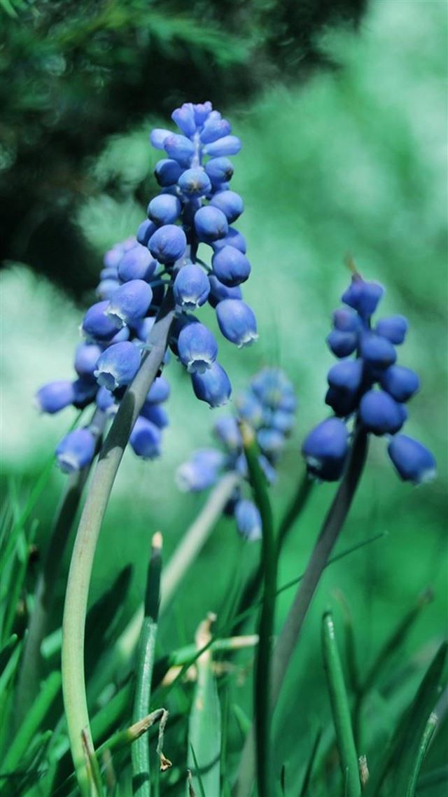 1080x1920 Nature Blue Bud FLower Branch - grassland iPhone 8 Wallpaper