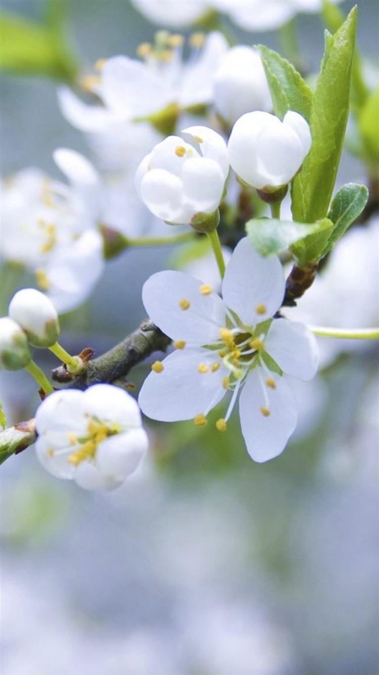 Nature Pure White Flower Bloom Branch Iphone 8 Wallpaper Download