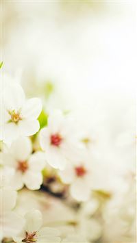 Blossom Cherry Spring Sakura Nature Flower wallpaper