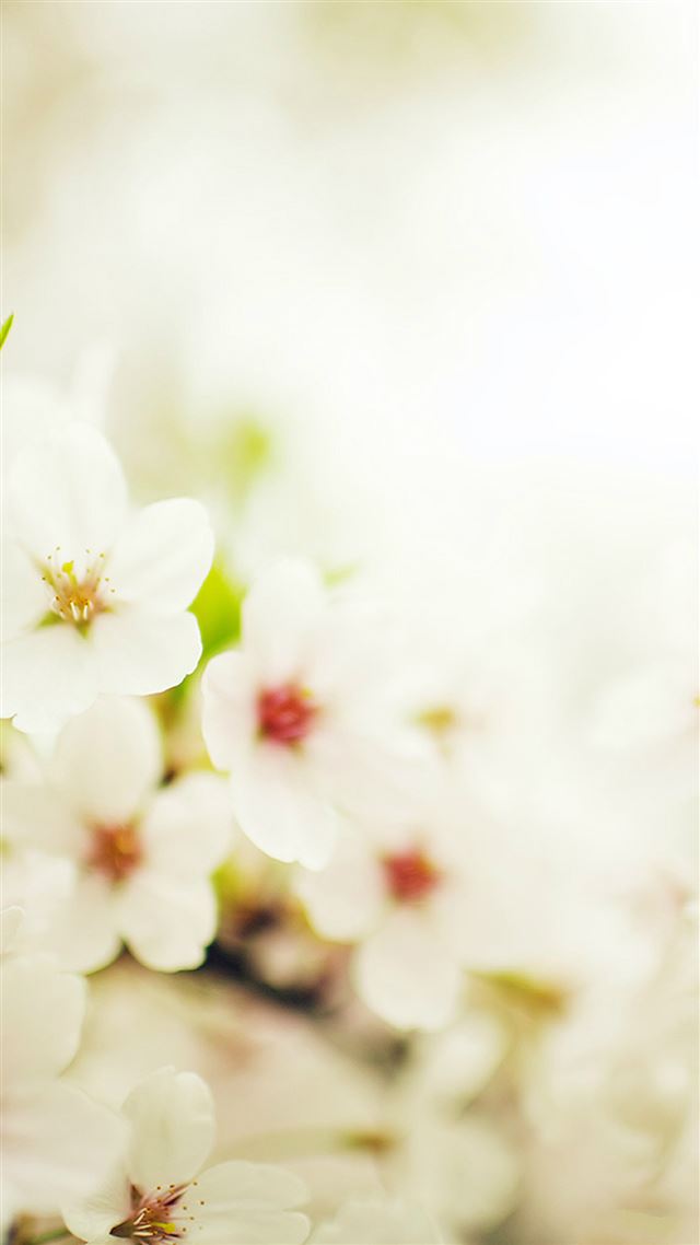 1080x1920 Blossom Cherry Spring Sakura Nature Flower - spring iPhone 8 Wallpaper