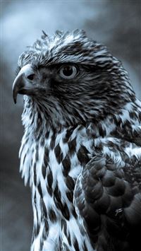 Eagle Bird Animal In Dark iPhone 6(s)~8(s) wallpaper