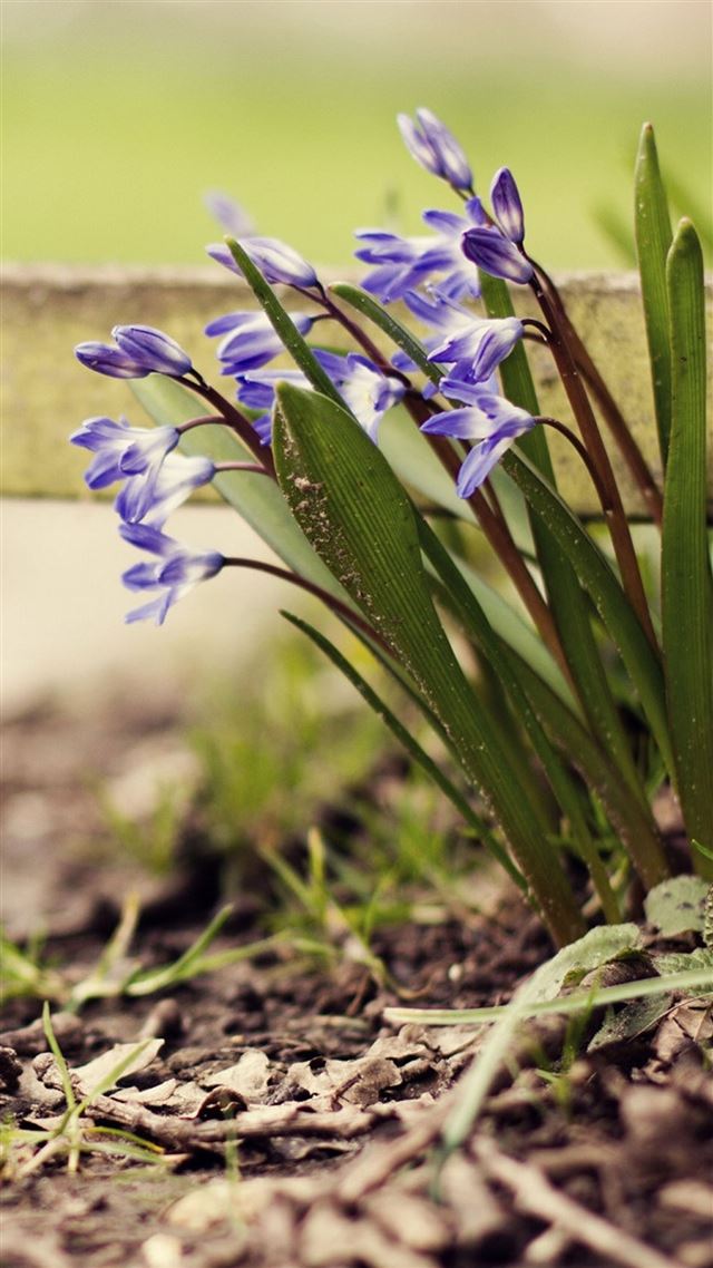 1080x1920 Roadside  Purple Flower Cluster - branch iPhone 8 Wallpaper