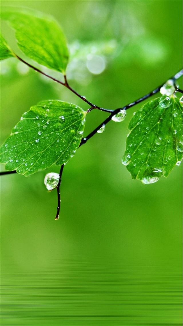 1080x1920 Pure Fresh Dew Leaf Branch Over Water -  iPhone 8 Wallpaper