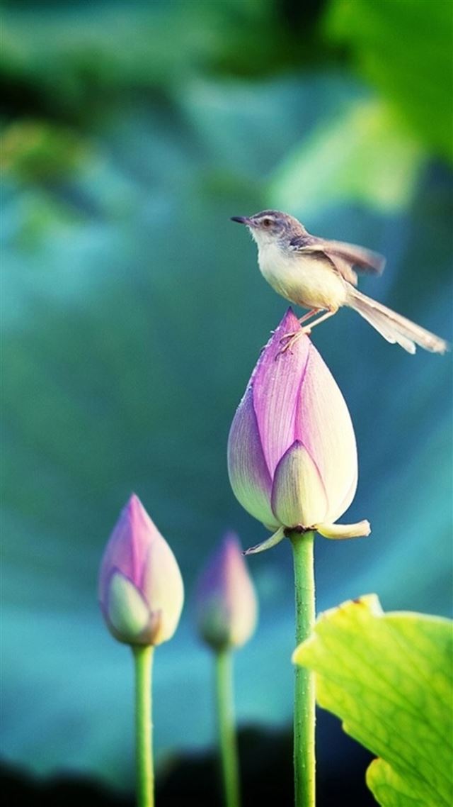1080x1920 Bokeh Pond Lotus Bud Bird  - brown iPhone 8 Wallpaper