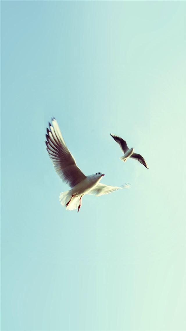 1080x1920 Pigeons Bird Fly Sky Animal Nature Minimal -  iPhone 8 Wallpaper