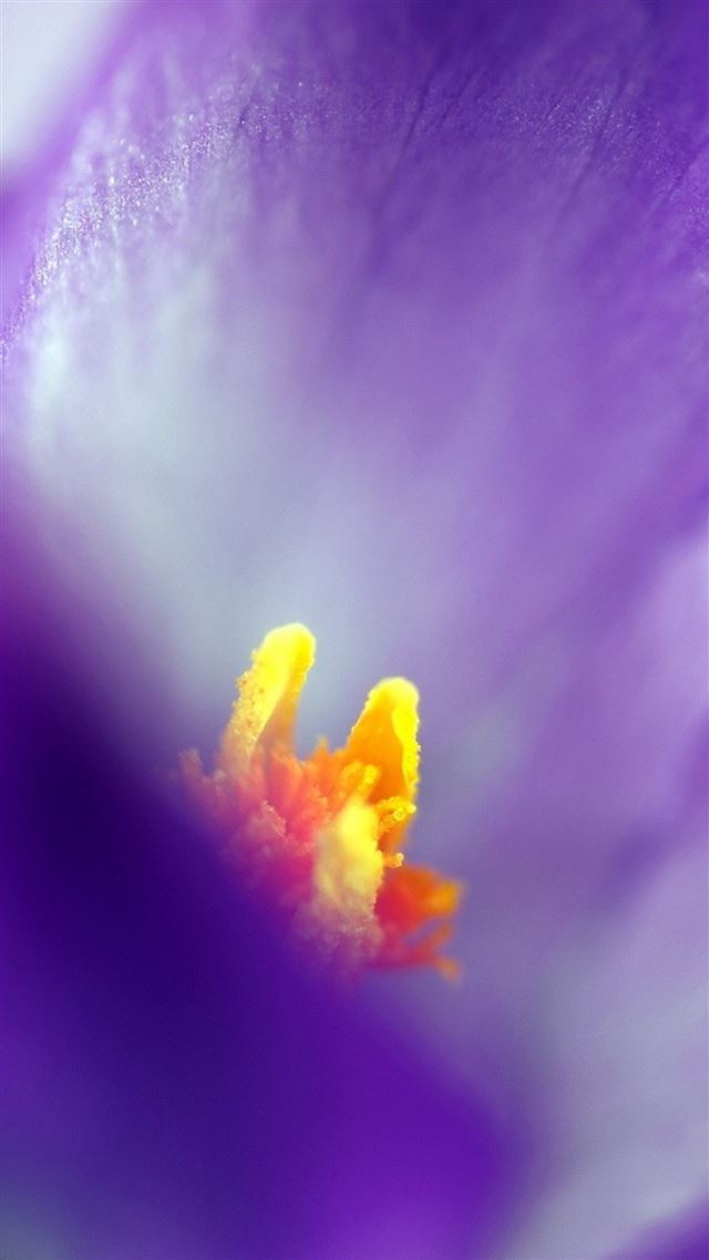 1080x1920 Pure Purple Flower Petal Macro - close up iPhone 8 Wallpaper