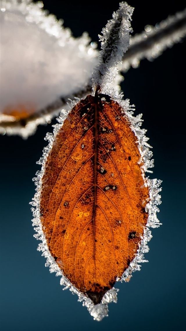 1080x1920 Winter Icy Orange Leaf Macro - close up iPhone 8 Wallpaper