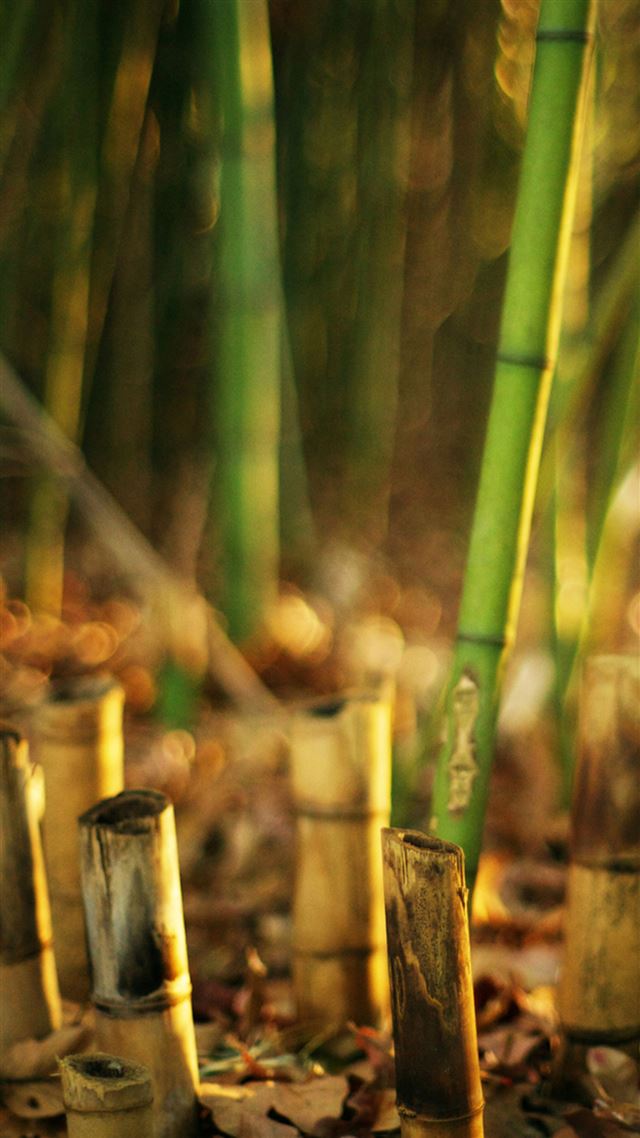 1080x1920 Nature Bamboo Grove Blur - plant iPhone 8 Wallpaper
