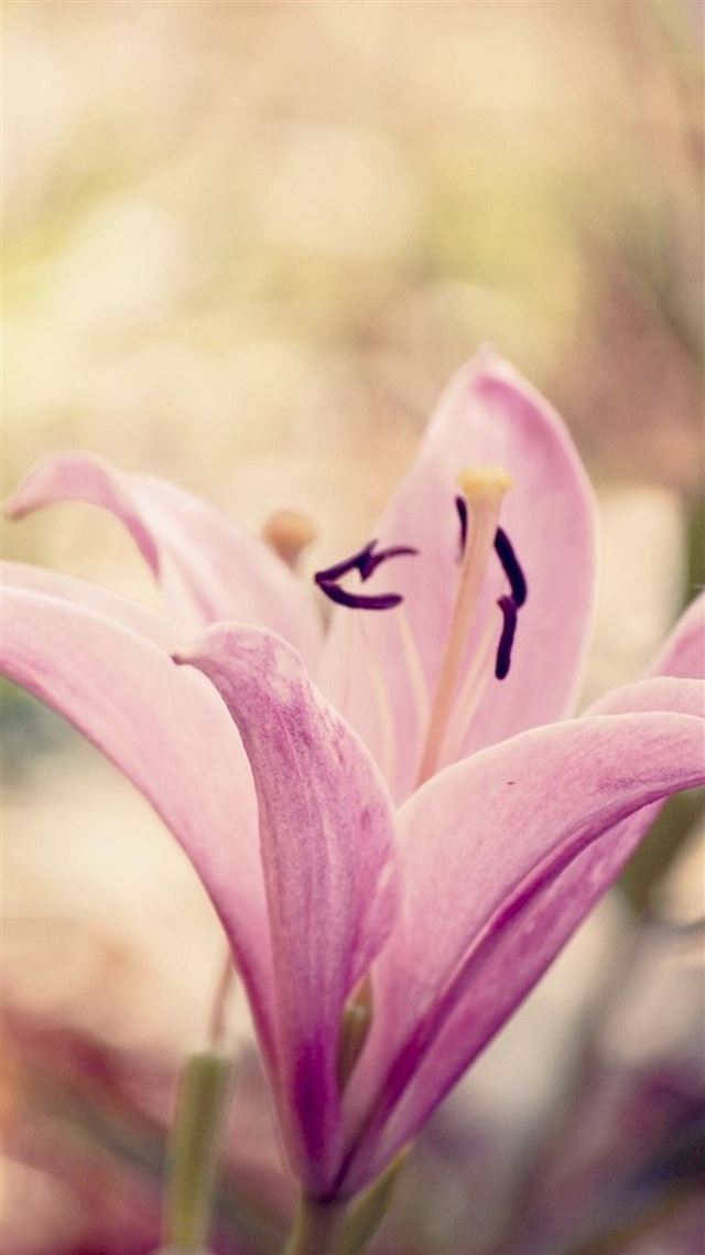 1080x1920 Nature Pure Elegant Pink Lily Flower - romance iPhone 8 Wallpaper