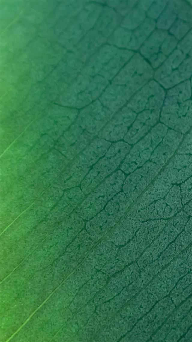 1080x1920 Pure Clear Leaf Texture Background - background iPhone 8 Wallpaper