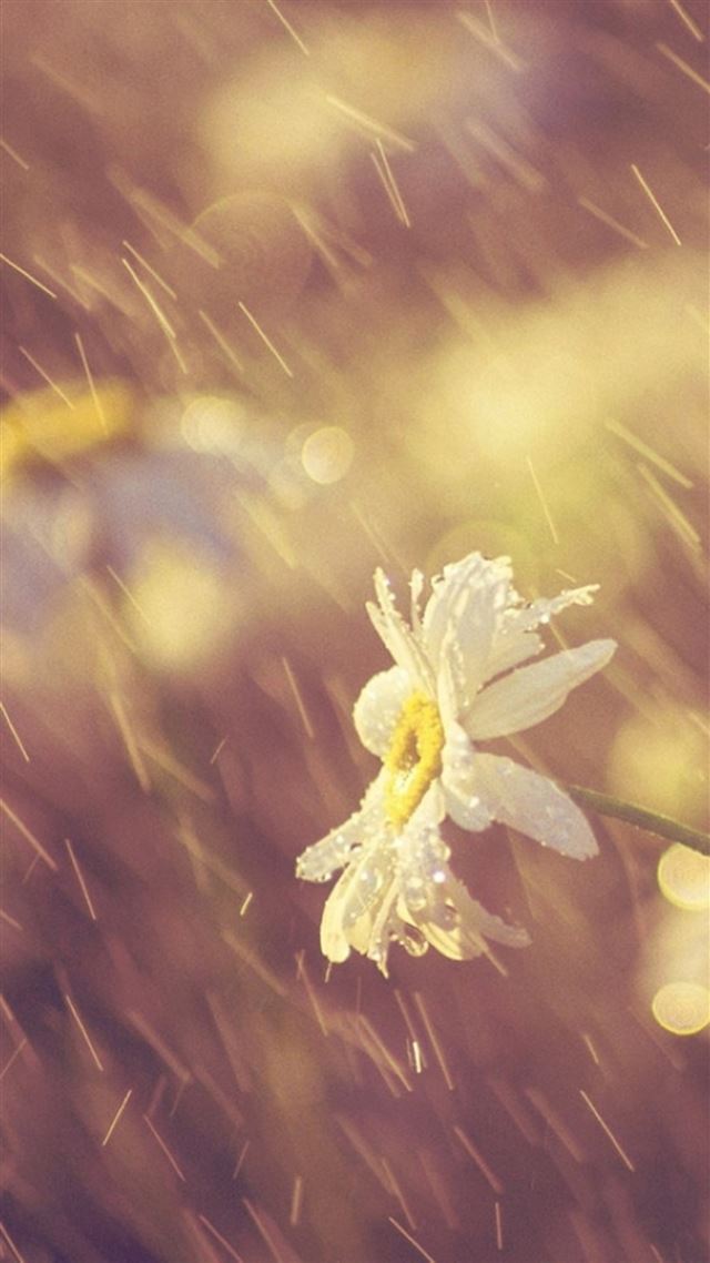 1080x1920 Nature Rainy Dew Bokeh White Daisy - dew iPhone 8 Wallpaper