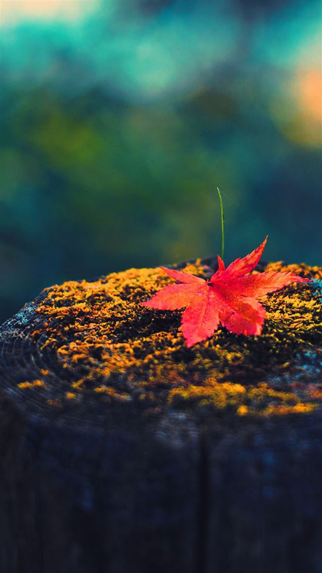1080x1920 Nature Red Maple Leaf On Wood - maple iPhone 8 Wallpaper