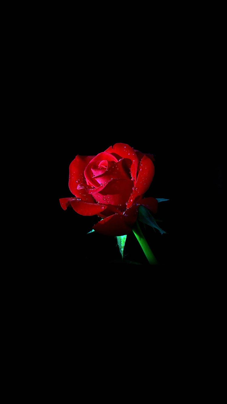 Elegant Dew Rose In Dark iPhone 8 Wallpapers Free Download
