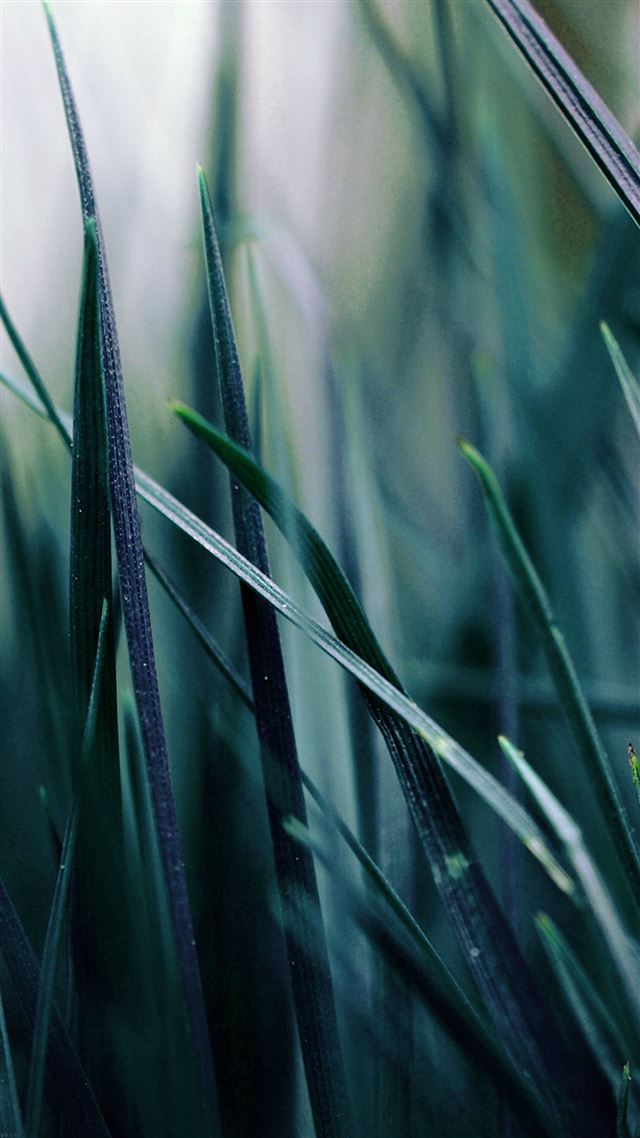 1080x1920 Nature Blue Grass Leaf Bokeh Garden - garden iPhone 8 Wallpaper