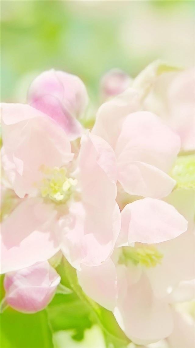 1080x1920 Nature Sunny Bright Pink Spring Flower Branch - sunlight iPhone 8 Wallpaper