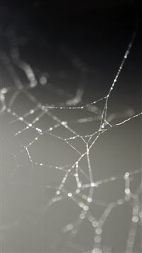Spider Web Nature Rain Water Pattern wallpaper