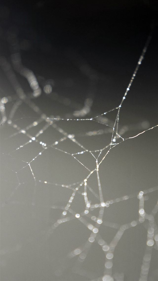 1080x1920 Spider Web Nature Rain Water Pattern -  iPhone 8 Wallpaper