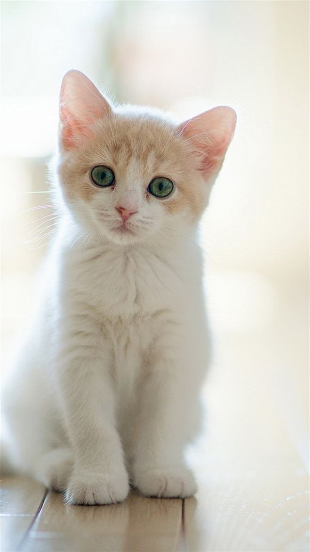 1080x1920 Cute Lovely Staring Kitten Cat -  iPhone 8 Wallpaper
