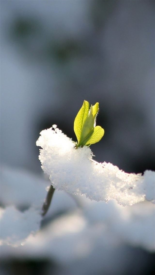 1080x1920 Fresh Bud Through Icy Snow - plant iPhone 8 Wallpaper