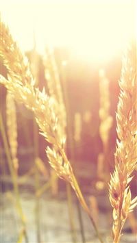 Nature Wheat Rice Sunlight Plant wallpaper