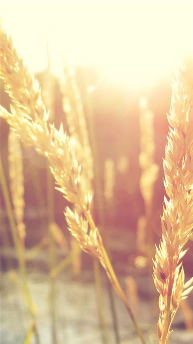 1080x1920 Nature Wheat Rice Sunlight Plant - sunlight iPhone 8 Wallpaper